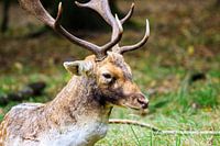 Deer is resting in the green grassland