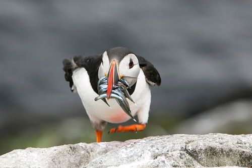 Papegaaiduiker met visjes in zijn snavel