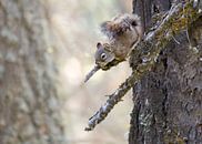 Neugieriges Eichhörnchen von Christa Thieme-Krus Miniaturansicht