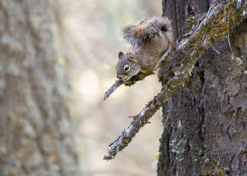 Nieuwsgierige eekhoorn van Christa Thieme-Krus