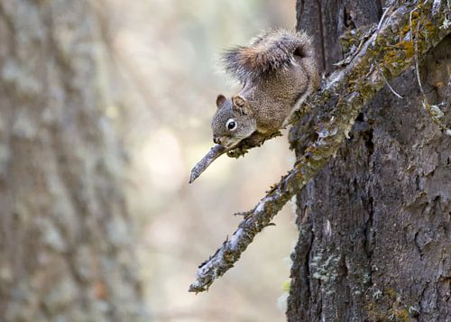 Curious Squirrel