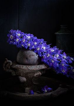 Donker stillleven met intens blauwe Delphinium bloem. Dark stilllife with an electric blue Delphiniu van Petra Cleuskens