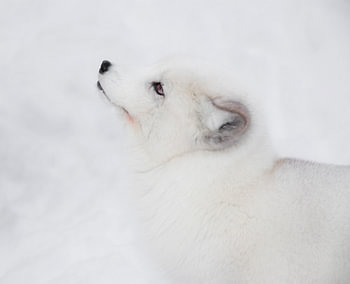 Sneeuw vos