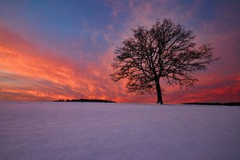 Roter Sonnenuntergang mit einem einsamen Baum im Winter