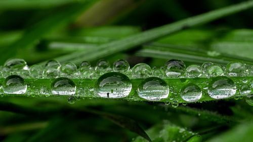 Waterdruppels op blad