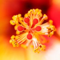 Hibiscus stamens and pistil