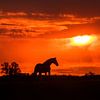 Paardensilhoutte tijdens zonsondergang van Maria-Maaike Dijkstra