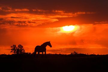 Paardensilhoutte tijdens zonsondergang van Maria-Maaike Dijkstra