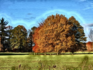 digitale kunst ,enkele bomen in een weiland