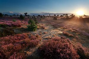 Beautiful shining sur Olha Rohulya