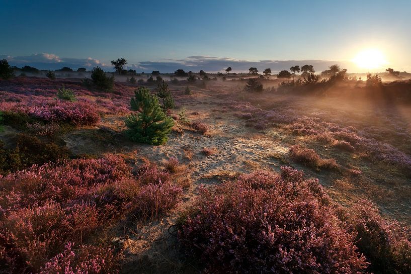 Beautiful shining par Olha Rohulya