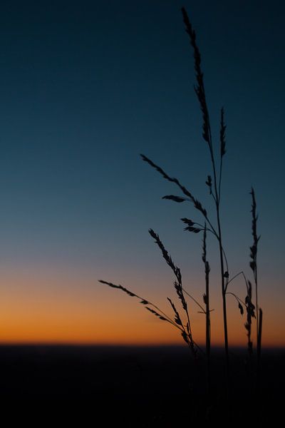 Ochtend zon par Lianne Hermans