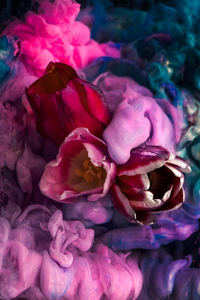 Tulpen van Steffen Gierok