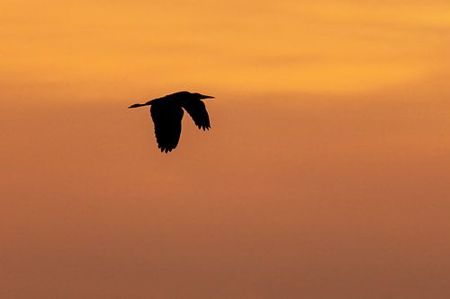 Blue heron and the sunset