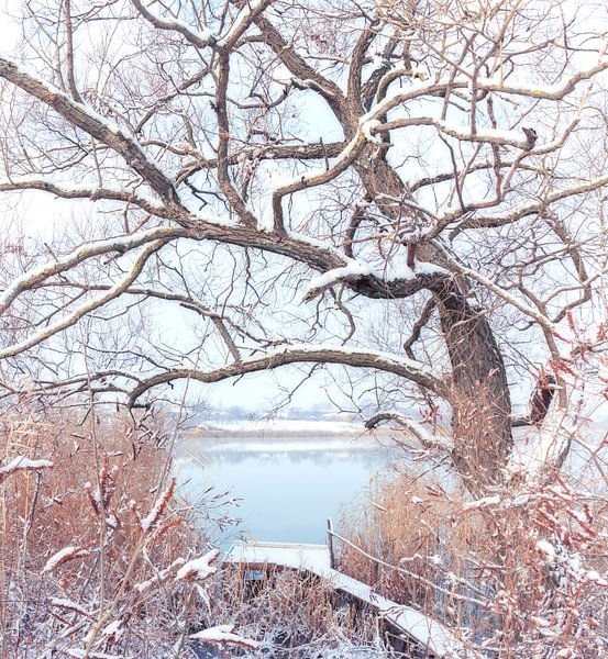 First snow by Stanislav Salamanov