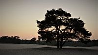 soesterduinen
