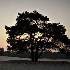 soesterduinen von Matthijs Heeneman