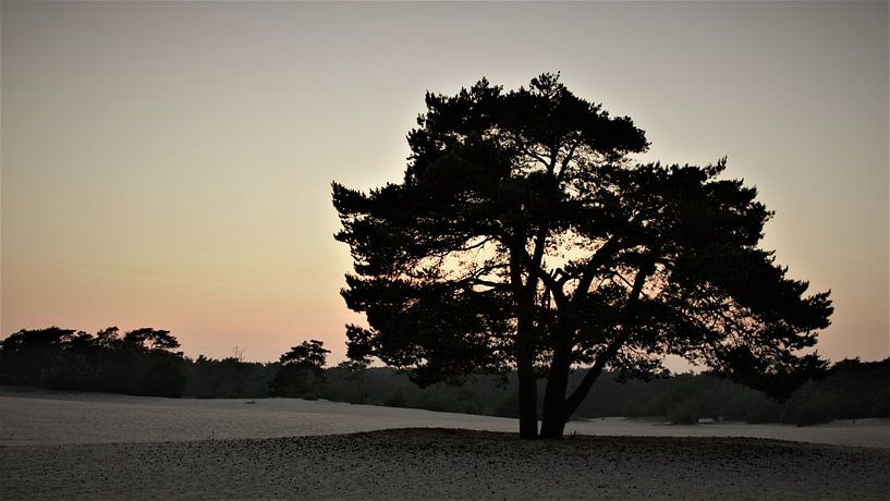 soesterduinen by Matthijs Heeneman