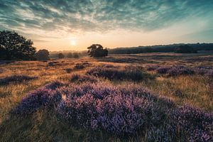 Sonnenaufgang in der Heide