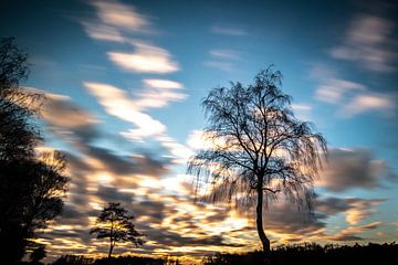 Tree moving clouds