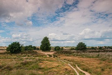 Rust van DaylightScanPhotography