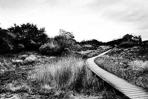 Wandelpad met brug langs het riet