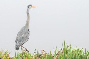 Reiger op een mistige ochtend van Jolanda van Haeften