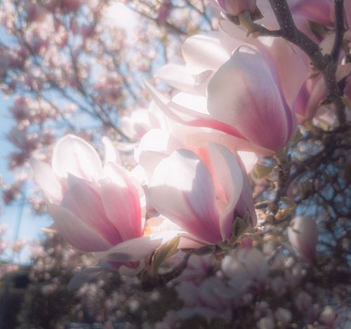 Les murmures du printemps