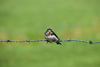 Zwaluw op prikkeldraad