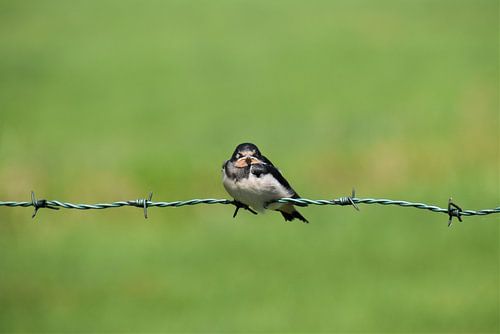 Swallow on barbed wire
