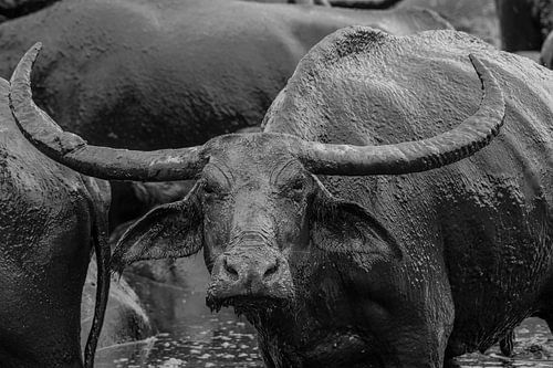 The Buffalo Stare down