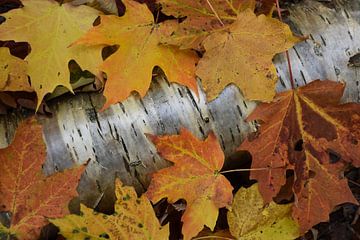 Autumn foliage in the forest by Claude Laprise