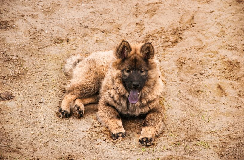Dieser Eurasier ruht sich nach dem Herumtollen aus von Natuurpracht   Kees Doornenbal
