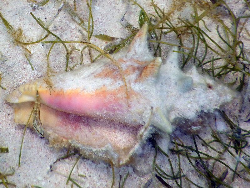 Schelp met visje par Silvia Weenink