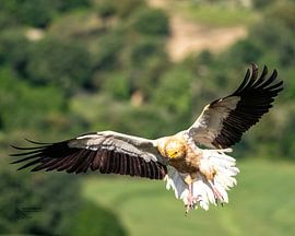 Le vautour d'Égypte sur Patrick Haleyt Photography
