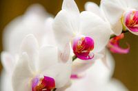 orchidee 13