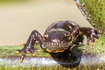 Kamsalamander komt even kijken