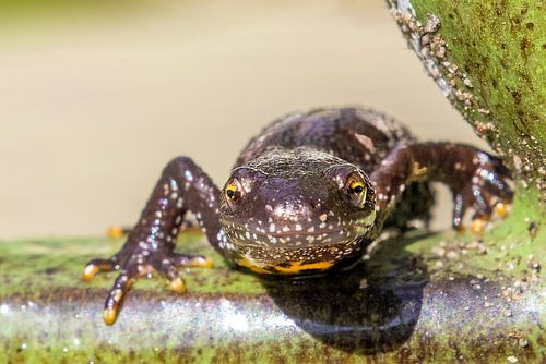 Kamsalamander komt even kijken