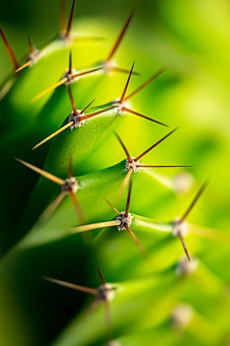 Cactuspunten in het zonlicht