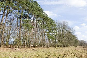 Rij met bomen. by Martien van Gaalen