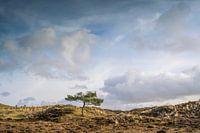 Floodlight in Terschelling's dunes