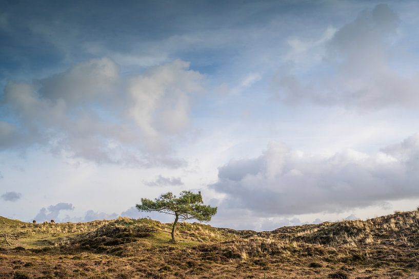 Floodlight in Terschelling's dunes by Frank Laurens