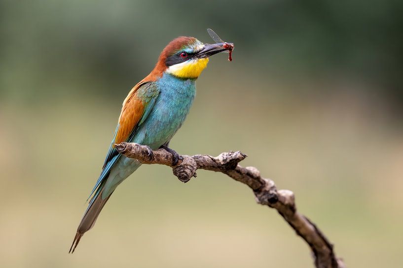 Bee-eater with prey by Teresa Bauer
