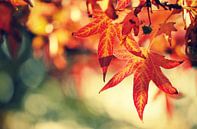 autumnleaves.. van Els Fonteine thumbnail