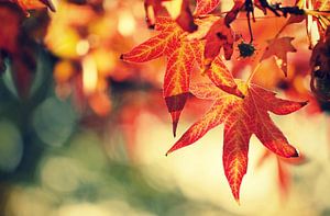 Herbstlaub... von Els Fonteine