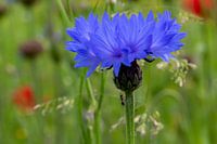 Mier onderweg om een blauwtje te gaan lopen