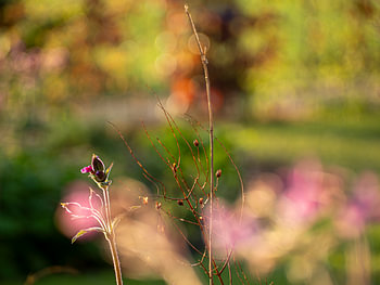 Dromerige bloemen