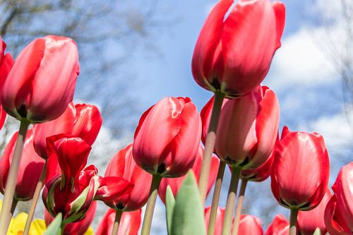 Rode tulpen
