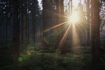 BEIMOORWALD von Olliventure