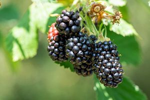 Reife Brombeeren an einem Strauch von Animaflora PicsStock